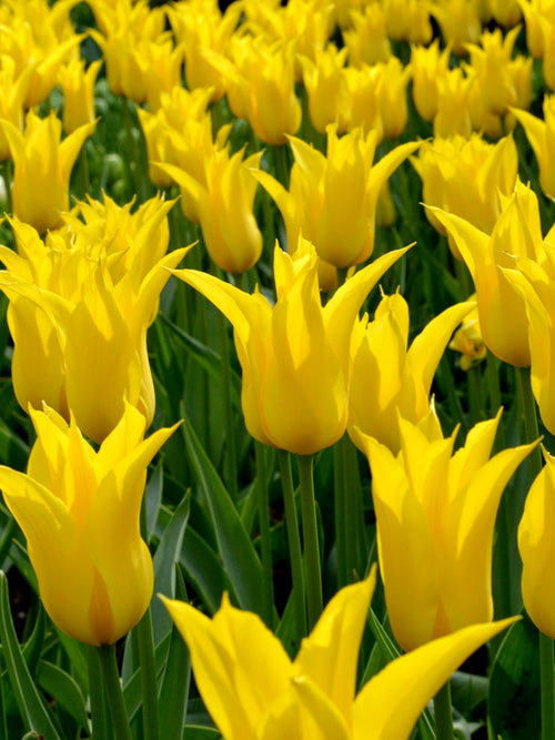 Tulip Bulbs - West Point