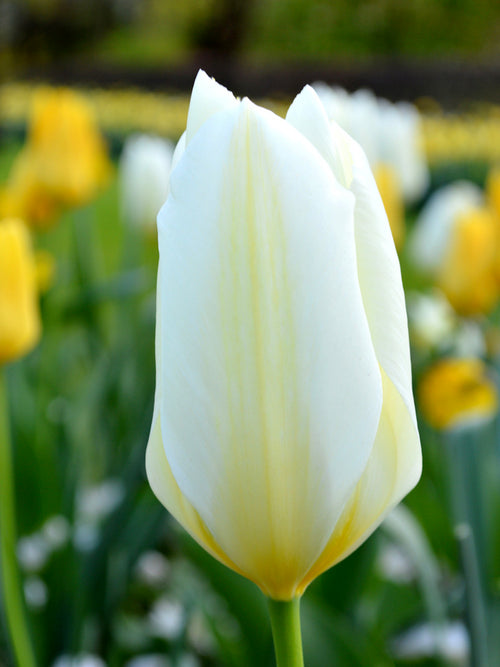 White Emperor Tulip