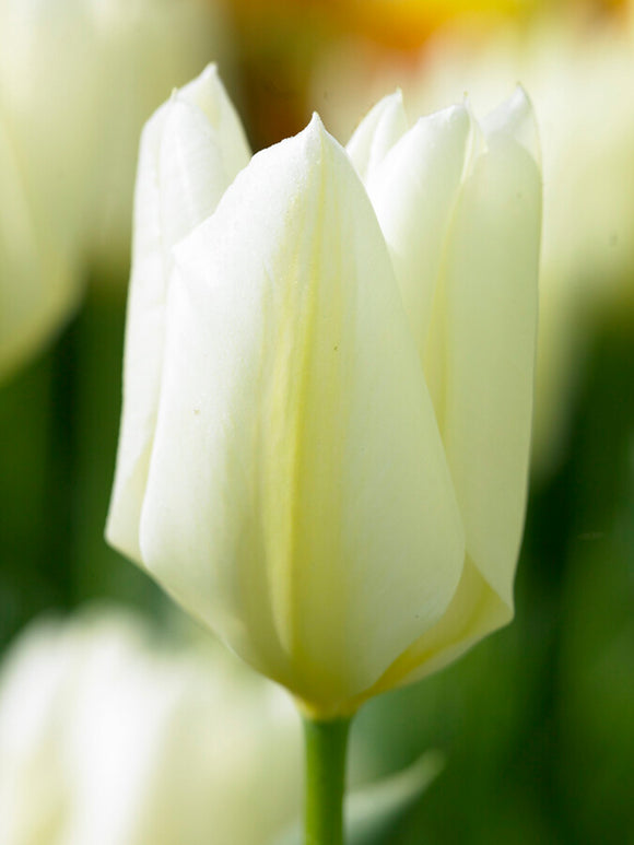 White Emperor Tulip Purissima