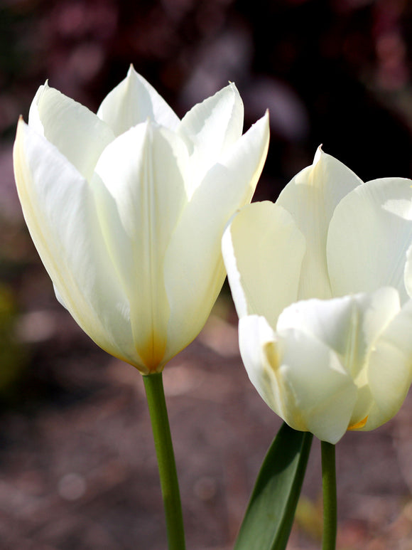 White Emperor Tulip Bulbs Fosteriana