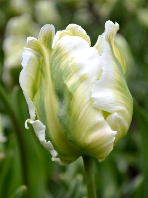 Tulip White Parrot