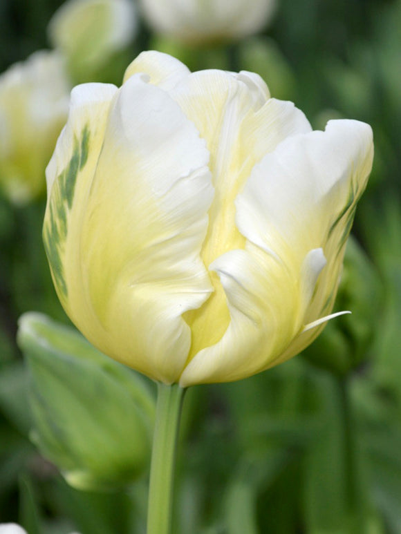 Wholesale White Parrot Tulip Bulbs