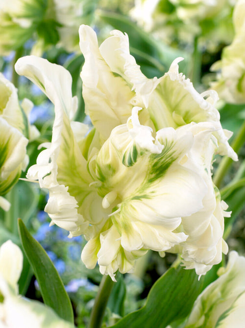 Tulip Bulbs - White Parrot