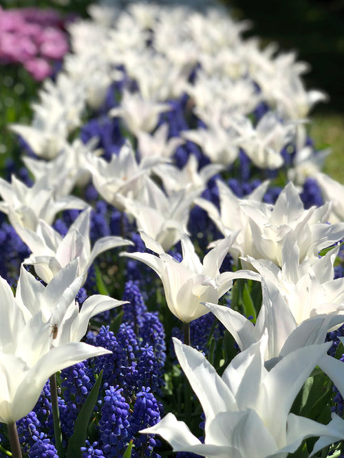 Tulip Bulbs - White Triumphator