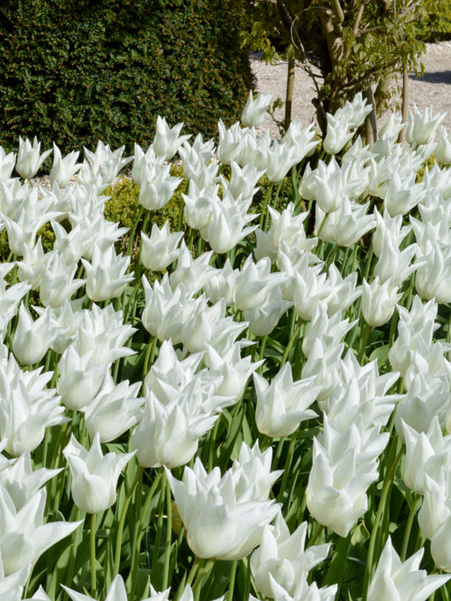Tulip White Triumphator in garden