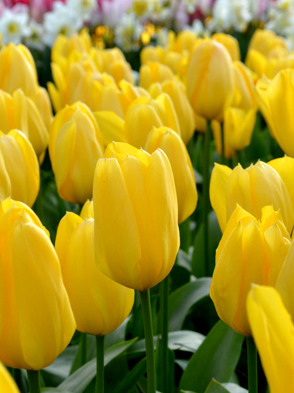 Tulip Bulbs - Yellow Emperor
