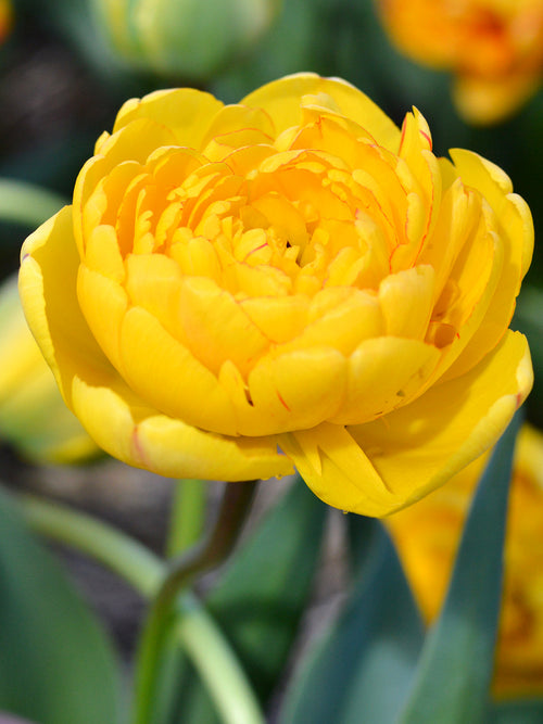 Tulip Double Peony Tulip Yellow Pomponette