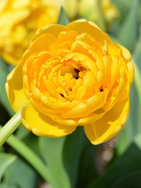 Tulip Double Peony Tulip Yellow Pomponette