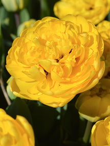 Tulip Yellow Pomponette