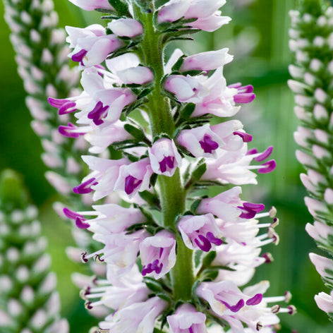 Speedwell Perennials Pink Eveline