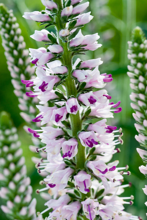 Speedwell Perennials Pink Eveline