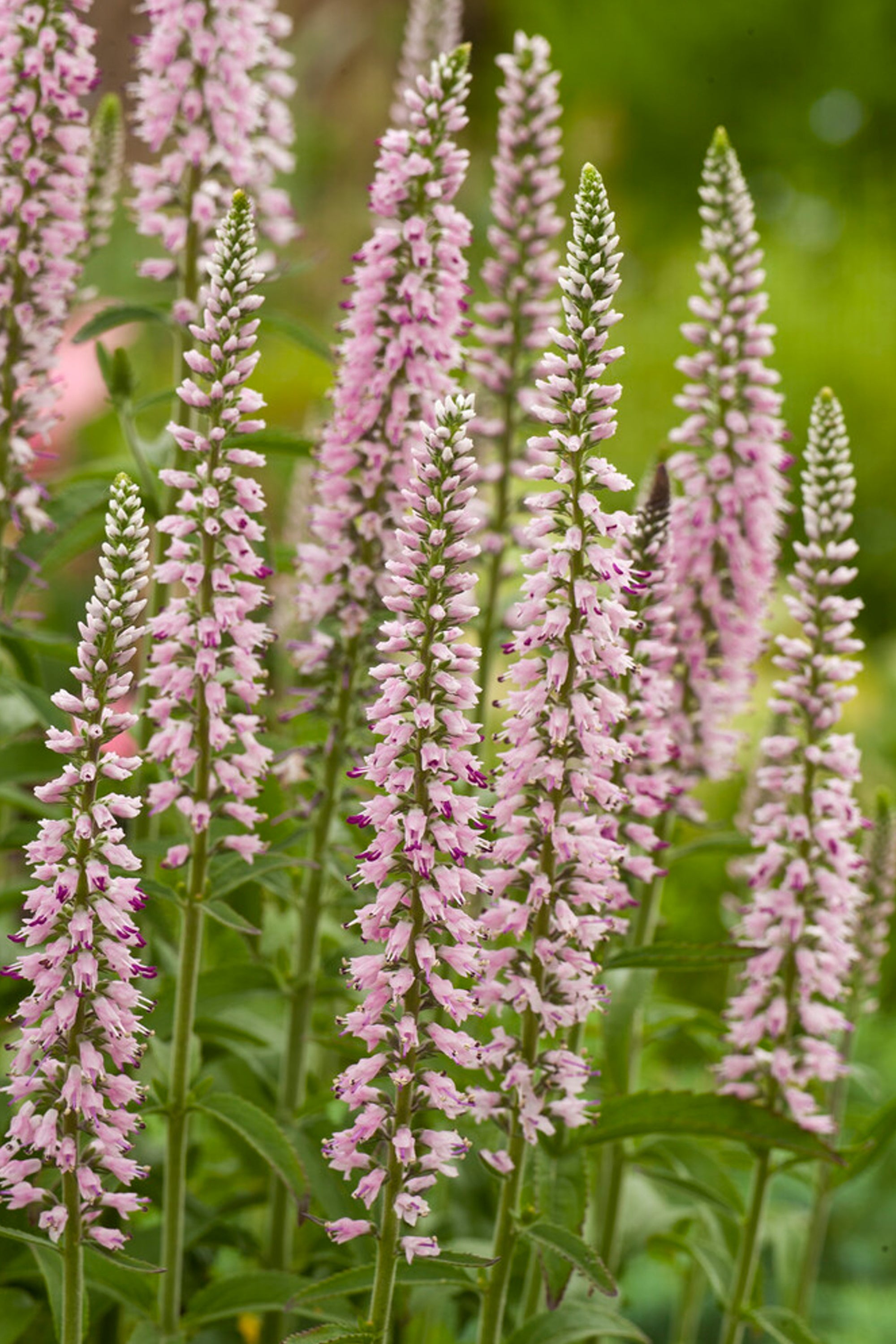 Veronica Longifolia Pink Eveline (Garden Speedwell) DutchGrown™