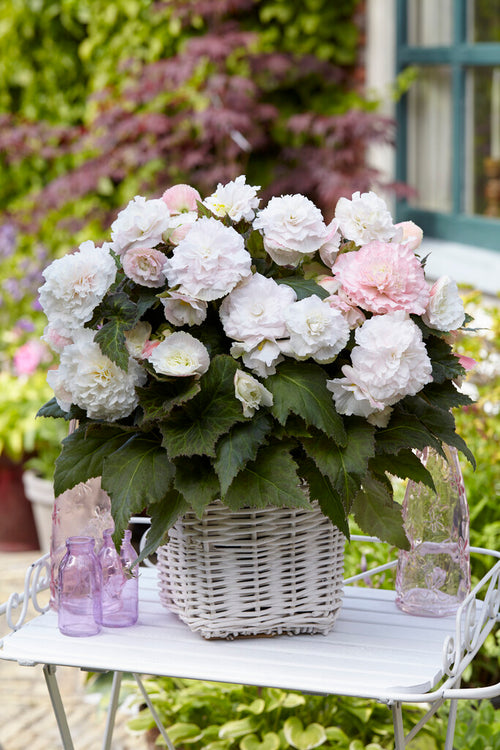 Wummi Apfelblüte Begonia Bulbs