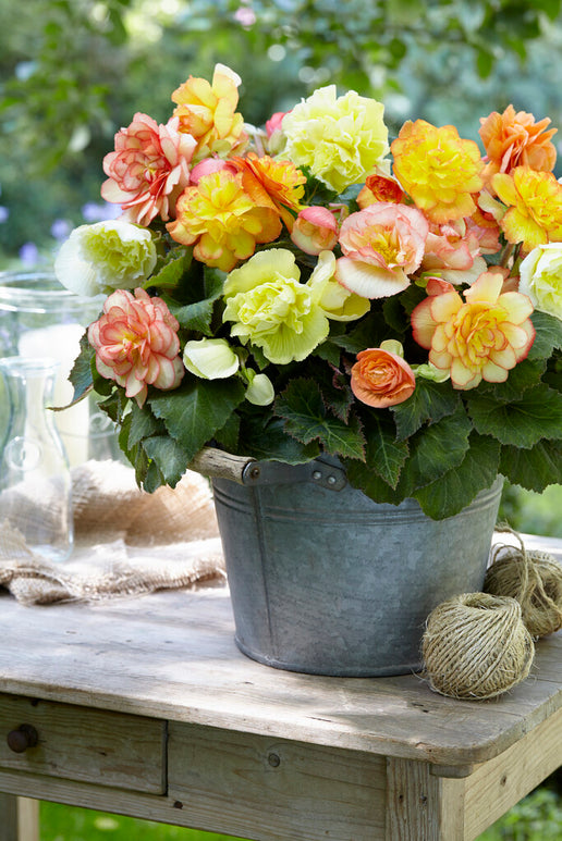 Begonia Bulbs Wummi Maskerade