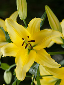 Lily Yellow Power