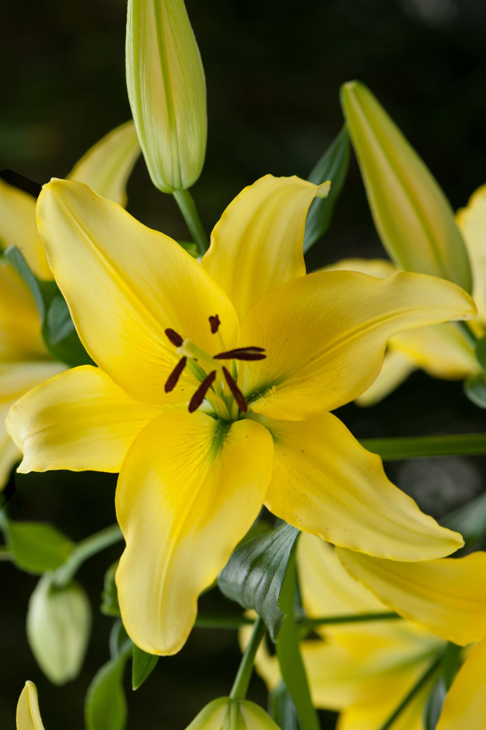 Asiatic Lilies 'Yellow Power' DutchGrown™