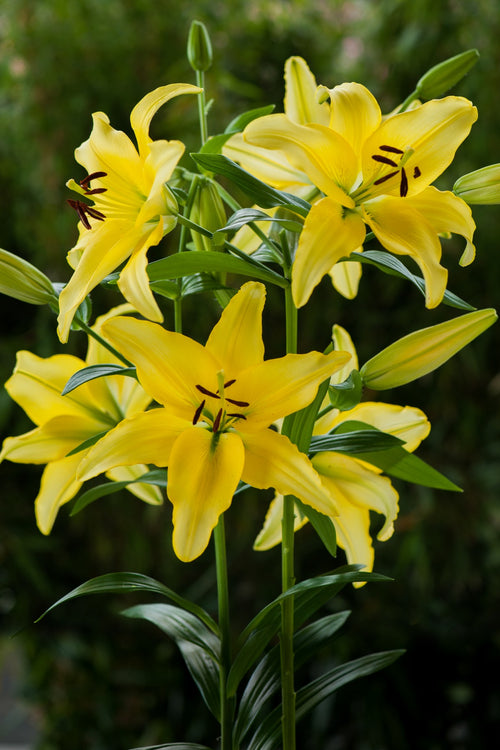 Lilies Yellow Power