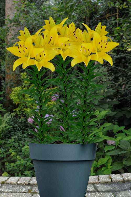 Lily Bulbs - Lily Yellow Power
