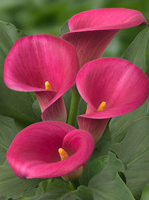 Calla Lily Captain Samba