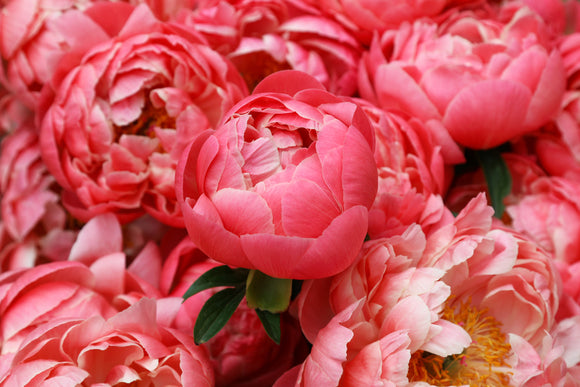 peony roots coral charm