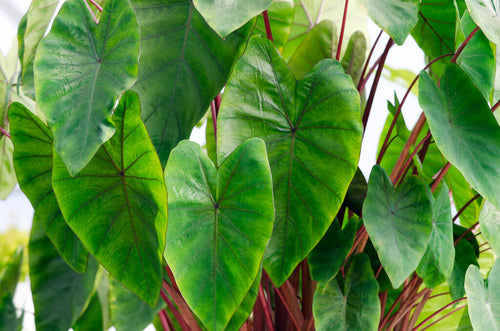 Colocasia Esculenta Hawaiian Punch® Bulbs