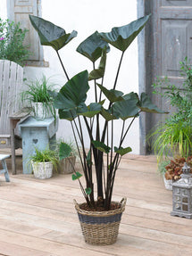 Elephant Ears Colocasia Esculenta Tea Cup