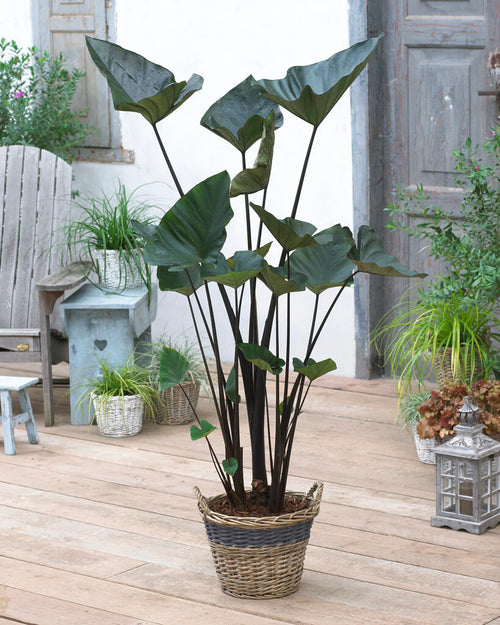 Elephant Ears Colocasia Esculenta Tea Cup