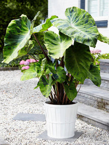 Elephant Ears Colocasia Esculenta Mojito®