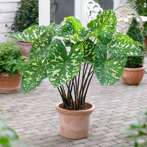 Elephant Ears Alocasia Hilo Beauty